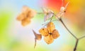 Autumn dried Hydrangea flowers