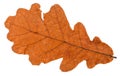 autumn dried leaf of oak tree isolated Royalty Free Stock Photo