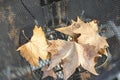 Autumn dried leafs in a bicycle basket Royalty Free Stock Photo