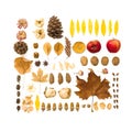 Autumn dried leaves, flowers, walnuts, pine cones on white background. Autumn, thanksgiving day concept. Flat lay Royalty Free Stock Photo