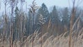 Dried sprig of goldenrod solidus virga aureus