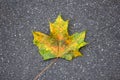 Autumn dry bright yellow-green maple leaf close-up on gray asphalt. rough surface texture Royalty Free Stock Photo