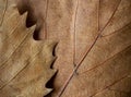 Autumn dry brown fallen leaves texture closeup