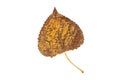 Autumn dry brown spotted poplar leaf isolated on white background. Transparent png additional format Royalty Free Stock Photo