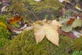 Autumn dry fallen leaf on moss Royalty Free Stock Photo