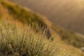 Autumn dry grass on alpine fields in golden sunbeams on sunset in warm color, closeup, blur. Idyllic and quiet wild nature herbal.