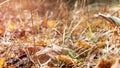 Autumn dry grass and leaves cover ground