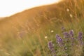Autumn dry grass and purple meadow flowers on alpine fields in golden sunbeams on sunset in warm color, closeup, blur. Idyllic.