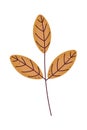 autumn dry leaf Royalty Free Stock Photo
