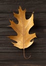 Autumn dry leaf on wooden background top view Royalty Free Stock Photo