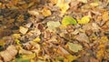 Autumn dry leaves. Fallen autumn leaves on ground in forest at fall. Shallow depth of field. Royalty Free Stock Photo