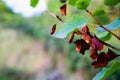 autumn dry leaves hanging