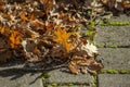 Autumn dry leaves on the road Royalty Free Stock Photo