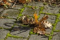 Autumn dry leaves on the road Royalty Free Stock Photo