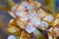 Autumn dry lilac flower