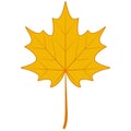 Autumn dry maple leaf, symbol Canada maple autumn fallen leaf Royalty Free Stock Photo