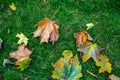 Autumn dry maple leaves lie on bright juicy green grass Royalty Free Stock Photo