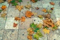 autumn maple leaves on tiles in a park