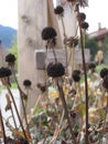 Autumn Dry meadow plants