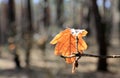 Autumn dry oak leaf on tree twig Royalty Free Stock Photo