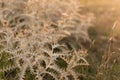 Autumn dry spiked thistle on alpine fields in golden sunbeams on sunset in warm color, closeup, blur. Idyllic and quiet wild.