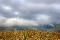 Autumn Dry stalks of Mature corn and clouds Royalty Free Stock Photo