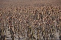 Autumn dry sunflower field background Royalty Free Stock Photo