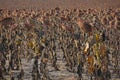 Autumn dry sunflower field background Royalty Free Stock Photo