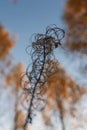 Autumn dry twig against the sky