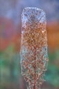 Autumn dry wild flower, covered with cobwebs on a multicolor background. Abstract natural background Royalty Free Stock Photo