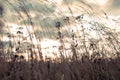 Autumn dry wild grass and different herbs on the meadow. Fall nature wildflower on clouds sky backround