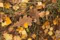 Autumn dry yellow brown dry leaves on ground in forest on grass Royalty Free Stock Photo