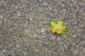 Autumn dry yellow-green maple leaf on red marble stone. rough surface texture Royalty Free Stock Photo