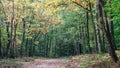 Speulderbos The Netherlands Royalty Free Stock Photo