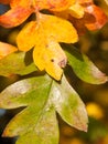 Autumn dying orange leaves close up background