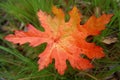 autumn early colors bright grass green lies leaf autumn fallen close leaf orange red beautiful