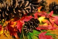 Pinecones, Pinebough, bittersweet vine berries, and colorful maple leaves