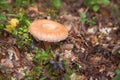 Autumn edible fungi - Lactarius torminosus Royalty Free Stock Photo