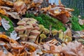 Autumn edible mushrooms Honey fungus Armillaria mellea grow in the woods among fallen autumn leaves