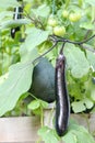 Autumn eggplant watermelon tomato plants closeup.