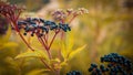 Autumn elderberry bush with yellow foliage, ripe black berry in warm yellow shades