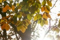 Autumn Elegance: Close-Up of Park Leaves in Golden Hues Royalty Free Stock Photo