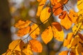 Autumn Elegance: Close-Up of Park Leaves in Golden Hues Royalty Free Stock Photo