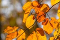 Autumn Elegance: Close-Up of Park Leaves in Golden Hues Royalty Free Stock Photo