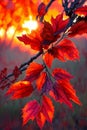 Autumn Elegance. Rich colors and textures of fall foliage at sunset Royalty Free Stock Photo