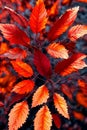 Autumn Elegance. Rich colors and textures of fall foliage at sunset Royalty Free Stock Photo