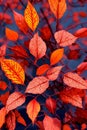 Autumn Elegance. Rich colors and textures of fall foliage at sunset Royalty Free Stock Photo