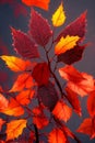 Autumn Elegance. Rich colors and textures of fall foliage at sunset Royalty Free Stock Photo