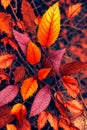 Autumn Elegance. Rich colors and textures of fall foliage at sunset Royalty Free Stock Photo