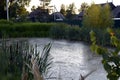 Autumn evening outside the city. Grass and reeds grow on the Bank of the old reservoir. Overgrown pond in the village. The sunset Royalty Free Stock Photo